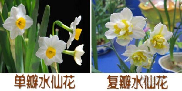 水仙