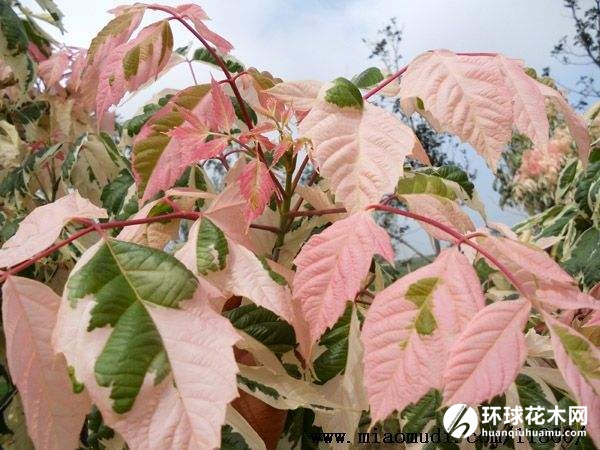 粉叶复叶槭