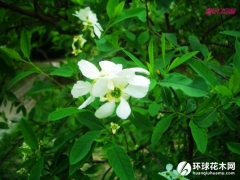 白鹃梅
