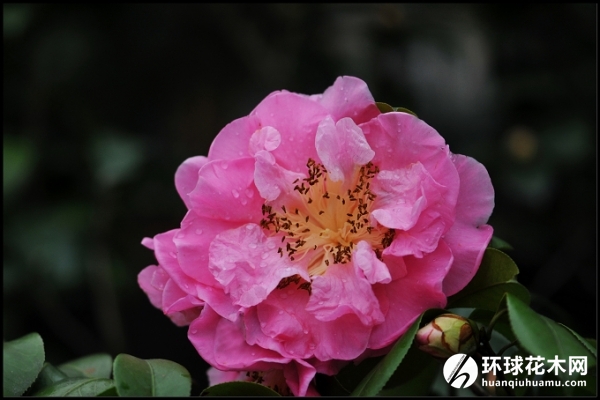 山茶之都