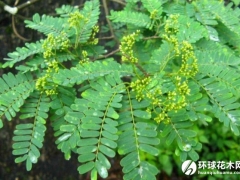 蝶形花科