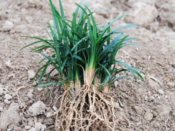 玉龙草、矮小沿阶草