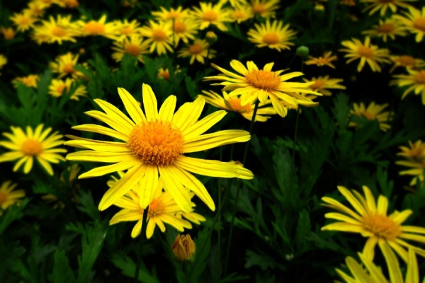 黄金菊、罗马春黄菊