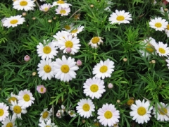茼蒿菊