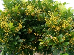 米兰花