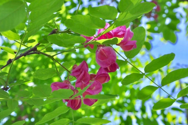 红花洋刺槐、红花刺槐、红花洋槐、香花槐、红花槐