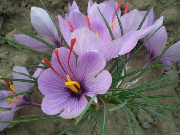 番红花、西红花、藏红花