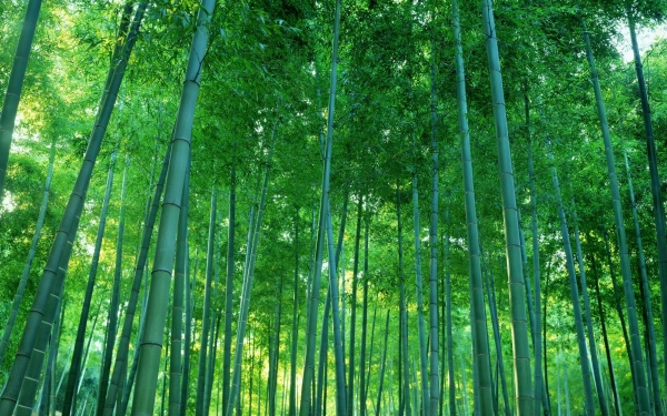 竹子