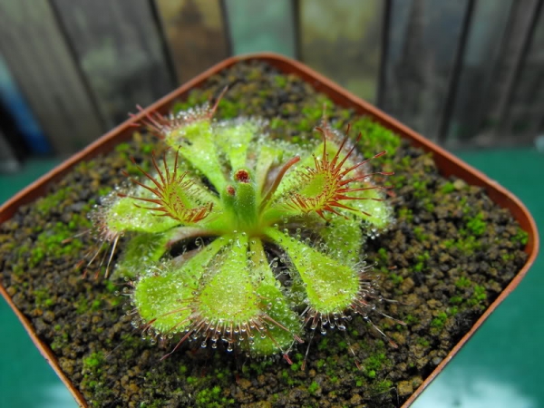 锦地罗、怎地罗、一朵芙蓉花、落地金钱、夜落金钱、文钱红、金线吊荚蓉