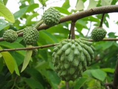 番荔枝
