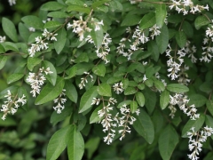 辽东水蜡树