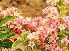 花叶锦带