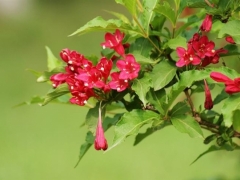 锦带花