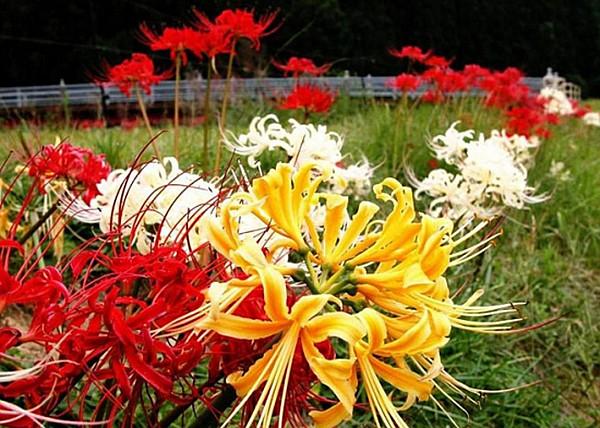 石蒜花、蟑螂花、龙爪花