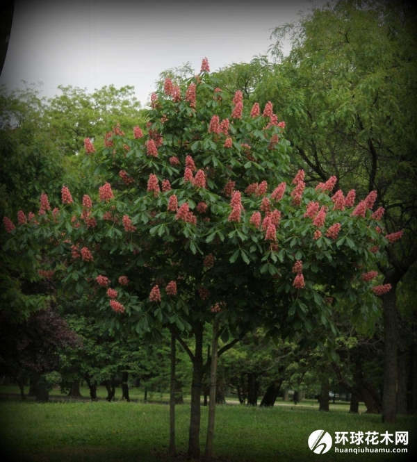 红花七叶树
