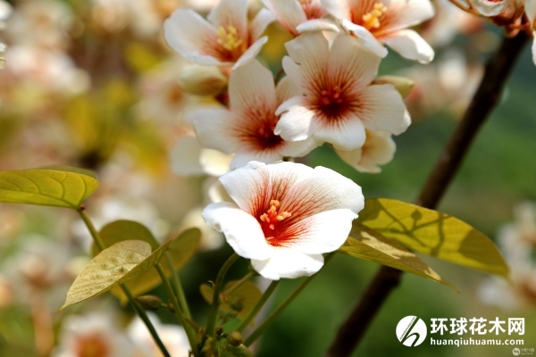 油桐花