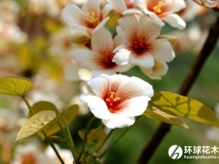油桐花