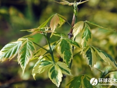 花叶复叶槭