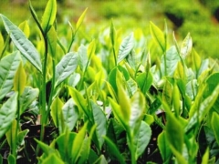 茶树