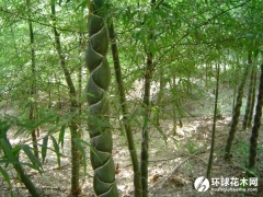 龟甲竹