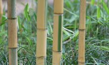 花毛竹