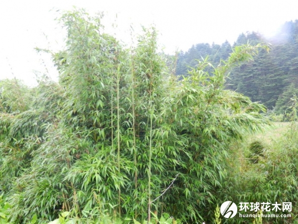 箭竹、滑竹、箭竹仔等 