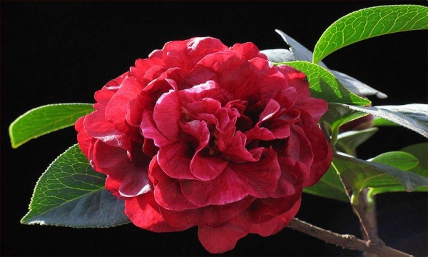朱砂紫袍又称紫红菊瓣、大紫袍