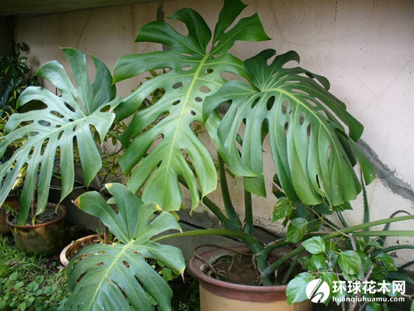龟背竹、蓬莱蕉、铁丝兰、穿孔喜林芋