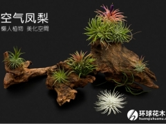 空气凤梨