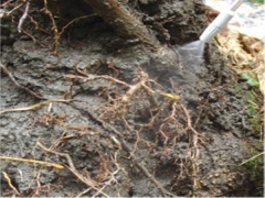 裸根移植技术