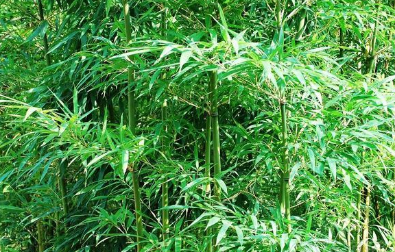 唐竹、寺竹、疏节竹