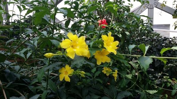 软枝黄蝉、黄莺、小黄蝉、男人花、重瓣黄蝉、泻黄蝉、软枝花蝉