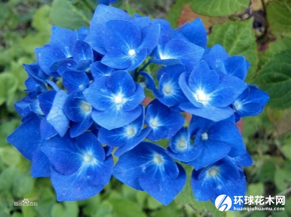 恩齐安多姆