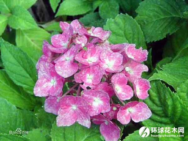 德国八仙花