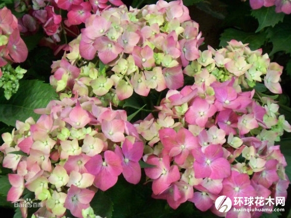 紫茎八仙花
