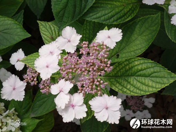 齿瓣八仙花