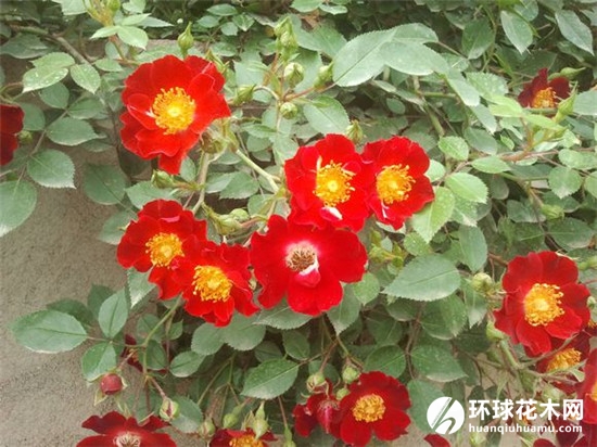 皇家巴西诺