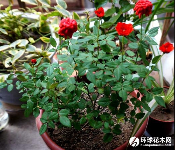 微型盆栽月季