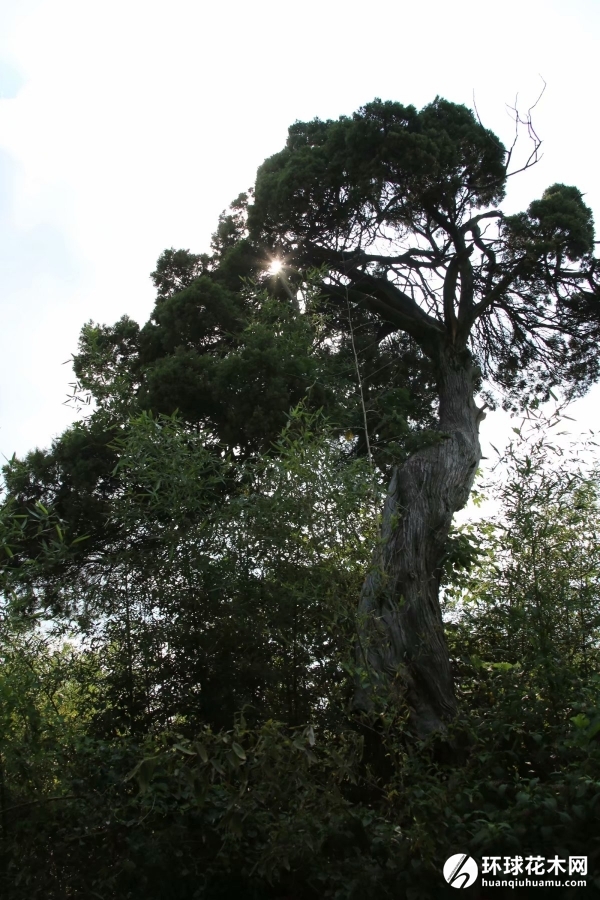 莲花寺古圆柏施救与保护方案