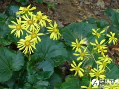 大吴风草
