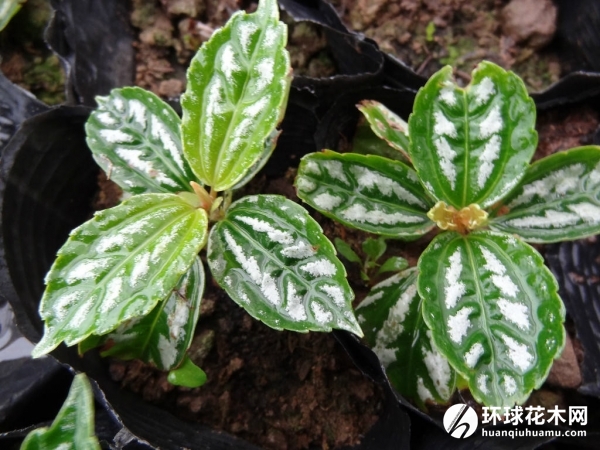 冷水花、透明草、透白草、铝叶草、白雪草、长柄冷水麻