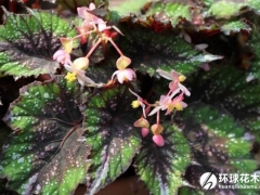 蟆叶秋海棠