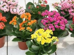 长寿花