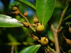 蚊母树