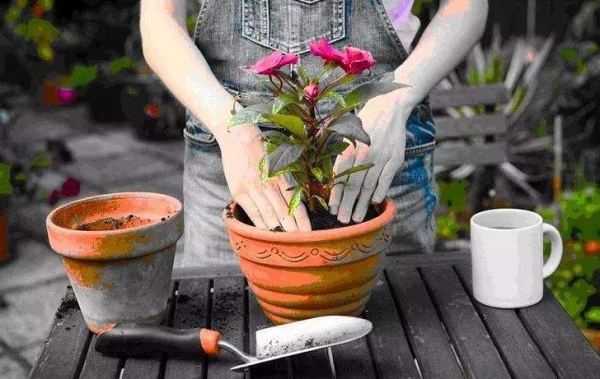 花卉换盆