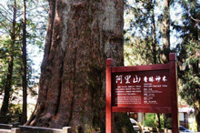 阿里山神木