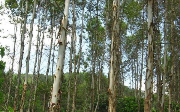 杏仁桉树