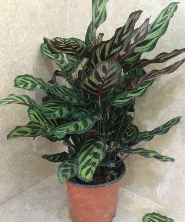 孔雀竹芋、蓝花蕉、五色葛郁金
