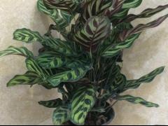 孔雀竹芋