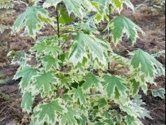 花叶挪威槭